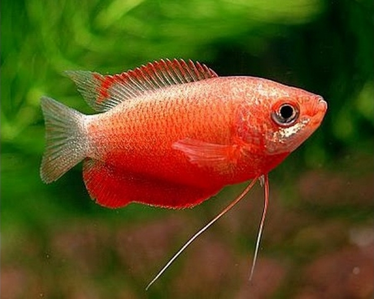 Red Robin Gourami (Red Honey Gourami) ~ 2.5cm - 3cm